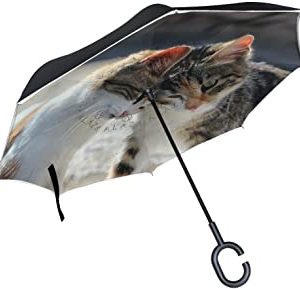 Due gatti a doppio strato ombrello