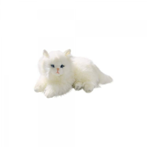 Gatto Persiano Bianco